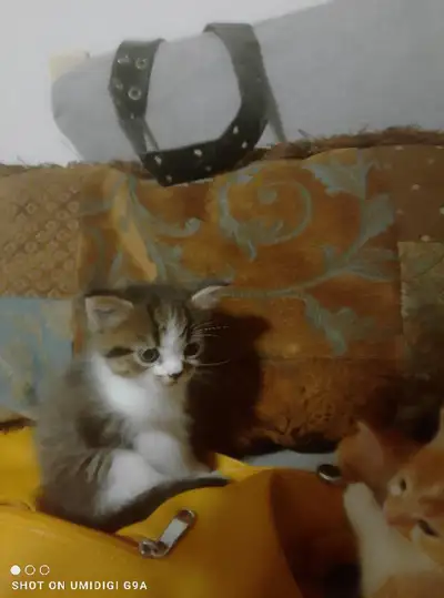 kittens..., View more