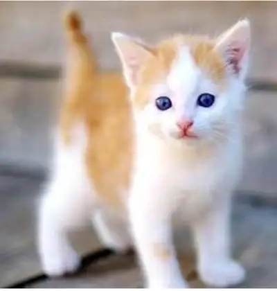 I'm a huge cat-lover and am willing to look after your kitty(ies) if you need someone to cat-sit for...