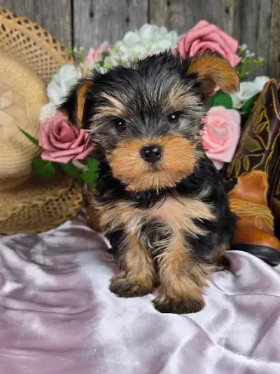 Chiot Yorkshire et chiot Morkie, View more