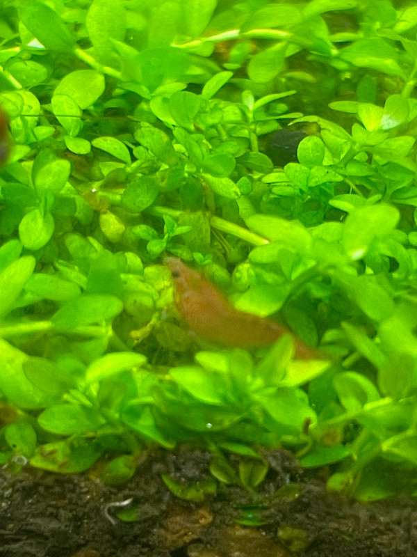 Armano/cherry shrimp juveniles  $4 each/breeding-adults $8each in Fish for Rehoming in Ottawa - Image 3