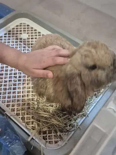 Holland Lop ($150), View more