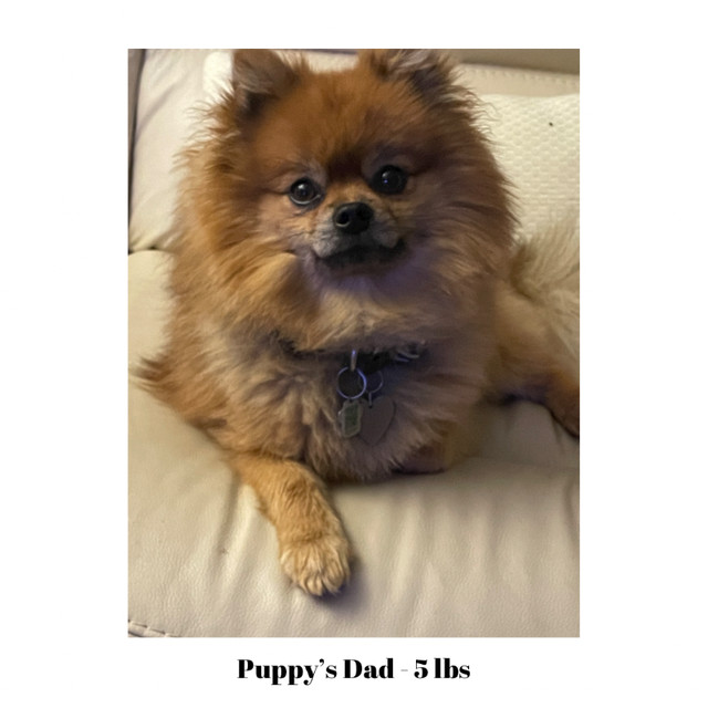 Purebred Pomeranian Puppies Looking for their Forever Home! in Dogs & Puppies for Rehoming in City of Toronto - Image 2