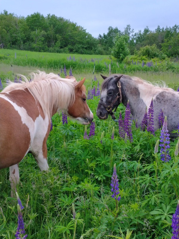 Ponies for sale in Nova Scotia Horses & Ponies for Rehoming Truro