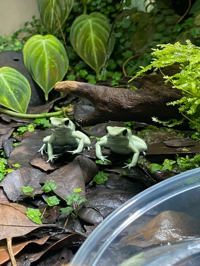 Phyllobates Terrabilis ‘Mint’ Sub Adult in Reptiles & Amphibians for Rehoming in Ottawa - Image 5
