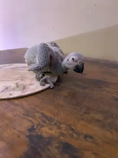 African grey Congo , View more