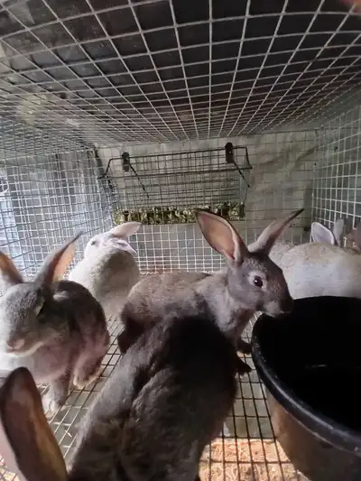Sliver Fox New Zealand cross rabbits, View more