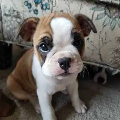 Boston and Mini Bulldog puppies, View more