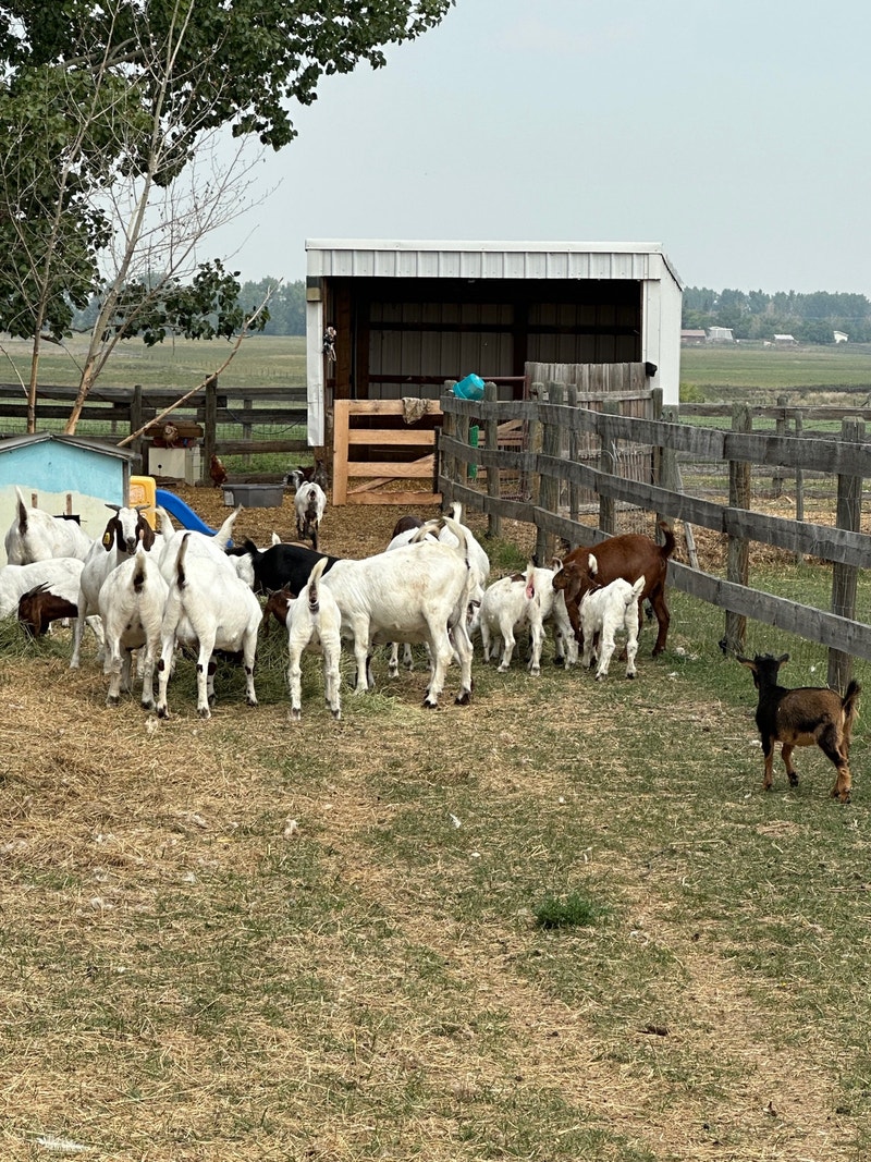 Herd of Boer Goats Livestock Calgary Kijiji