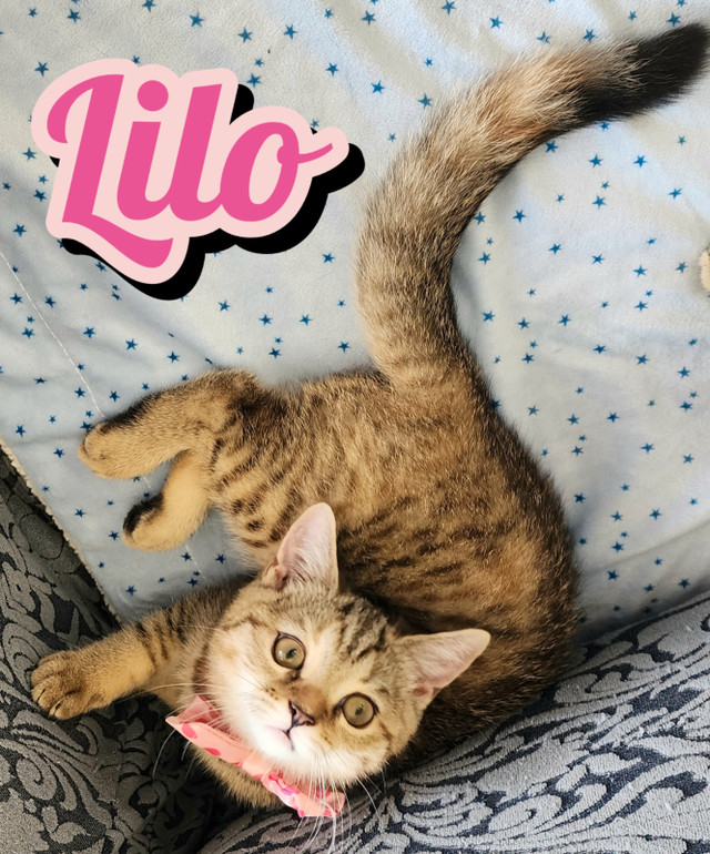 Scottish Straight Shorthair looking for new home! in Cats & Kittens for Rehoming in City of Toronto - Image 4