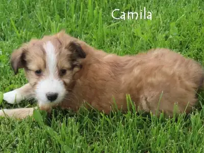 Sheltiepoo puppies., View more