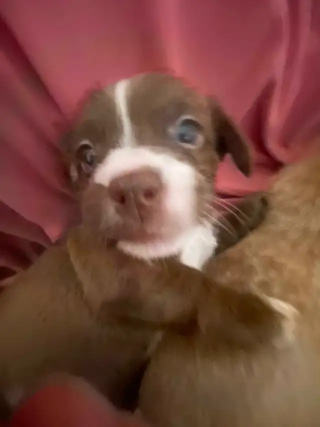 ShitBull x Weiner Puppies in Dogs & Puppies for Rehoming in Vancouver - Image 6