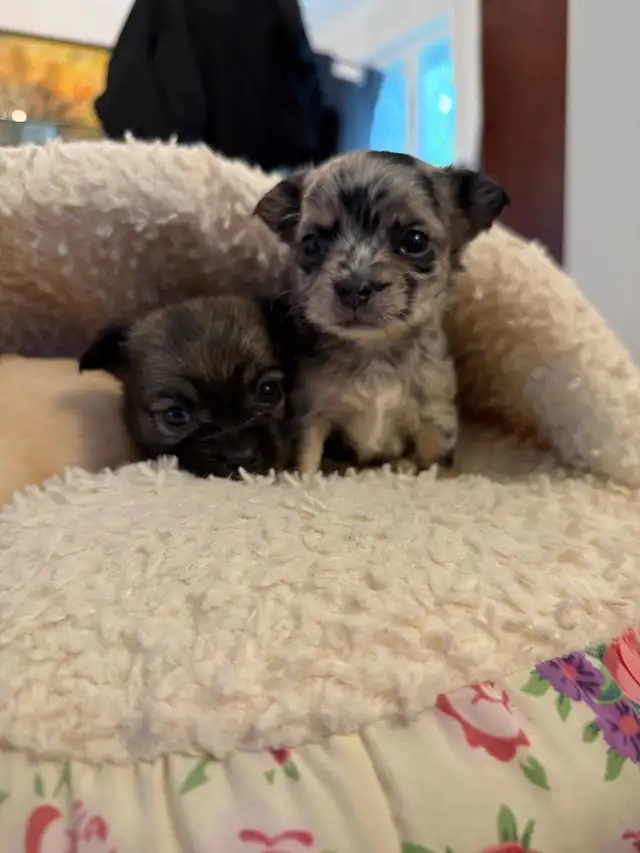 long haired chihuahua puppies in Dogs & Puppies for Rehoming in Markham / York Region - Image 11