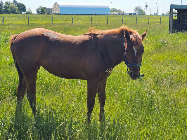 2022 quarter horse chesnut filly in Horses & Ponies for Rehoming in Hamilton - Image 2