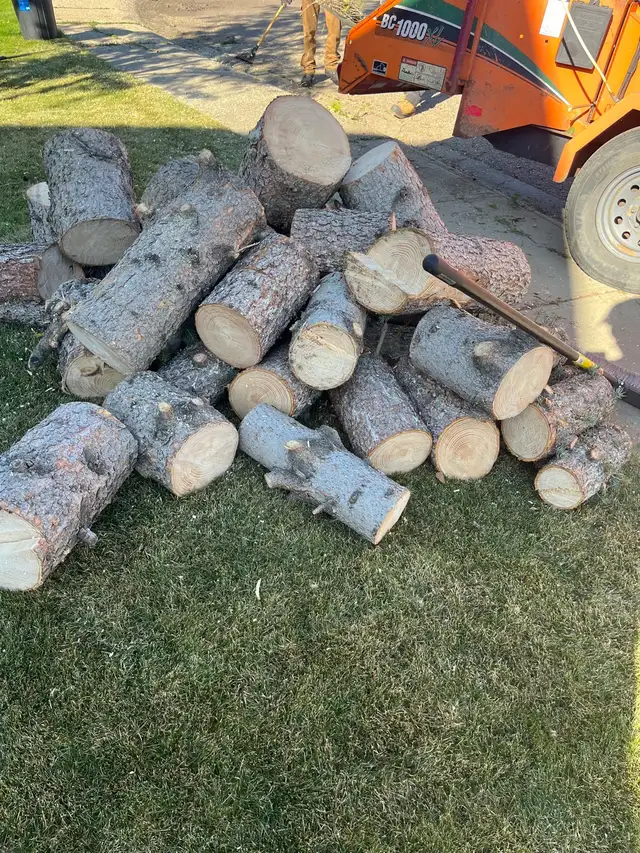 free firewood 574233390697031681