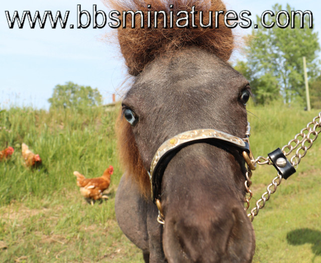 kit couple de chevaux miniatures appaloosa aucun lien de parenté dans Chevaux et poneys à adopter  à Drummondville