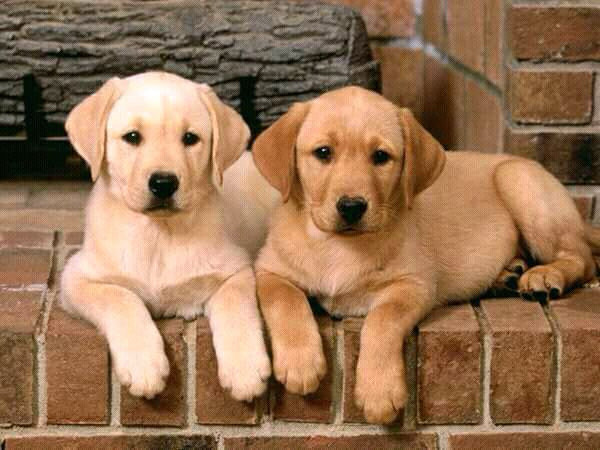 No.1 Dog Walking & Petsitting Services in Animal & Pet Services in London - Image 2