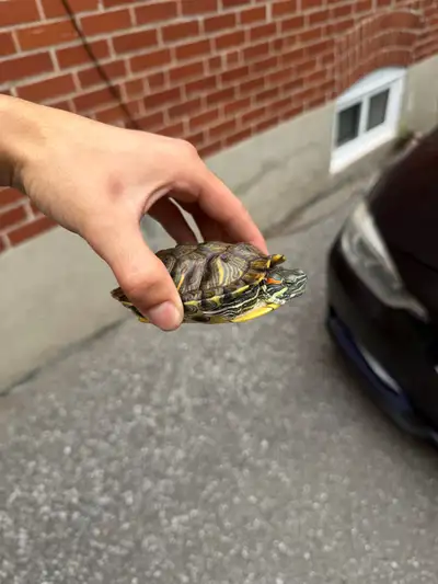 red ear slider (male) , View more