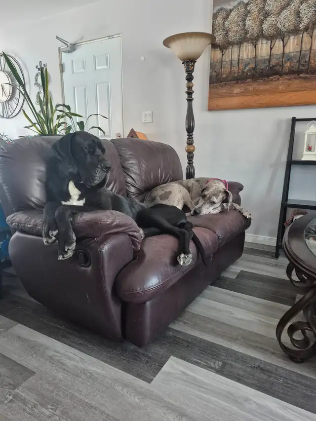 Great Dane Puppies in Dogs & Puppies for Rehoming in Sudbury - Image 3