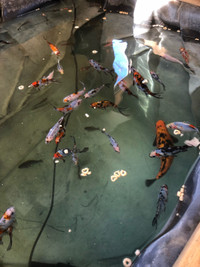 Koi for rehoming