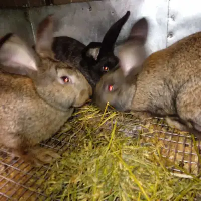 2 months old 3 males Giant Flemish x Continental They very friendly and healthy For $65 each Call 41...