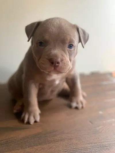 Extreme pocket tri puppies, View more