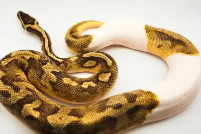 Updated: Piebald, Enchi, Het Hypo Proven Breeder Ball Pythons, View more