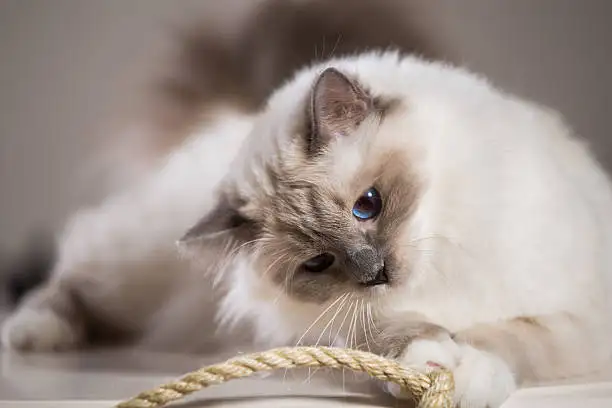 RARE - Amazing Reg&#x27;d Lynx Point  BIRMAN  Kittens