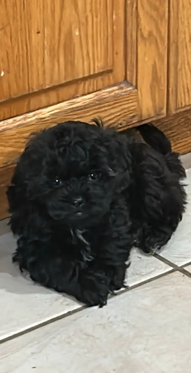 Shihpoo  Puppies Available in Dogs & Puppies for Rehoming in Owen Sound - Image 5