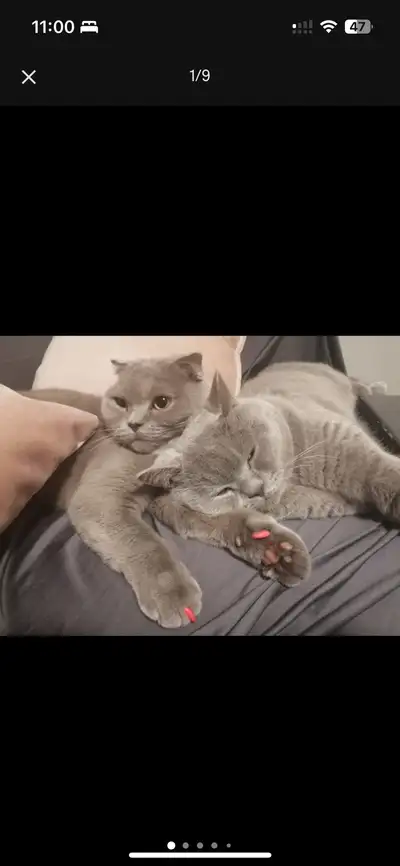 Scottish fold and straight à vendre ensemble, View more