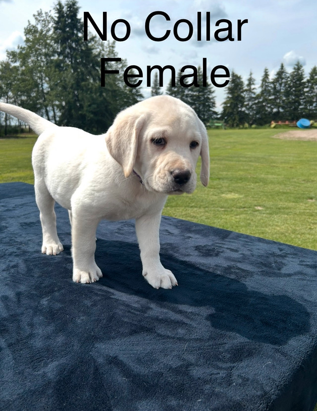 White Labrador Puppies in Dogs & Puppies for Rehoming in Saskatoon - Image 2