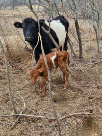 Belted Galloway Cow/Calf Pairs