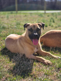 Nannette-1yr female carolina mix