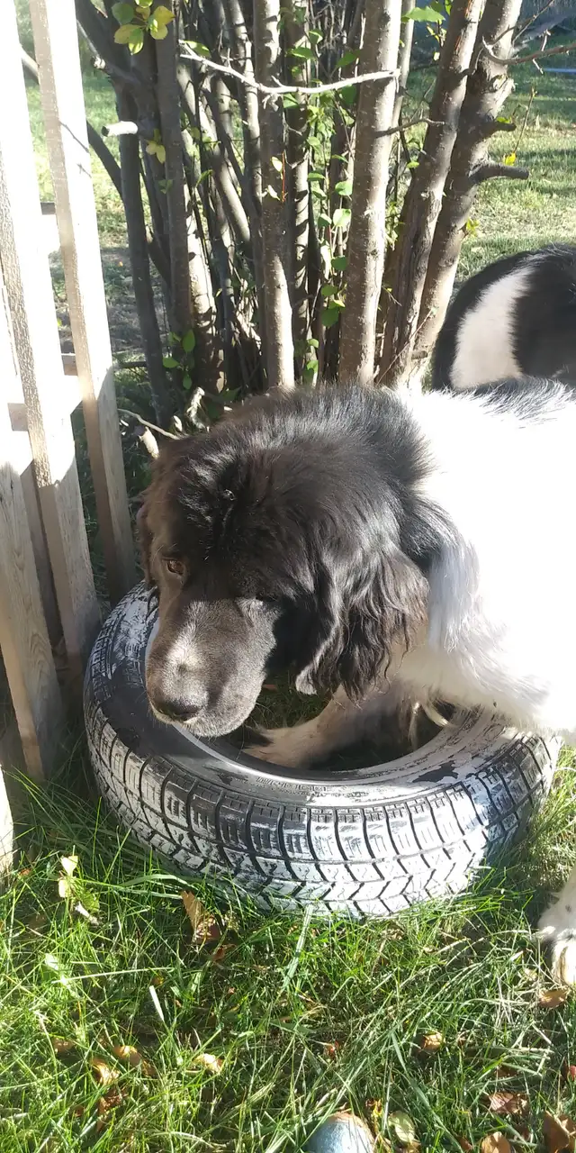 2 yr old Newfoundland (Landseer) female in Dogs & Puppies for Rehoming in Edmonton - Image 3