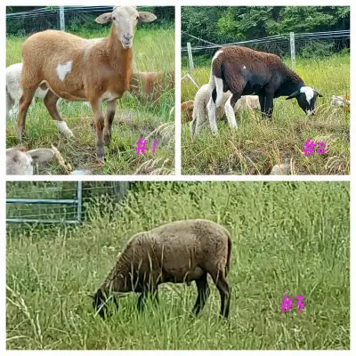 katahdin ram lambs, View more
