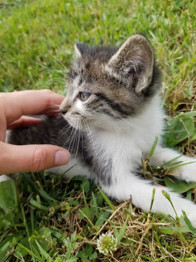 Cute Kittens in Cats & Kittens for Rehoming in Kelowna