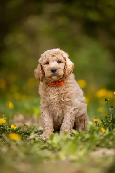 Mom is a 40lb midsize F1b Goldendoodle and Dad is a 35lb Moyen Poodle. F1b Goldendoodles are non-she...