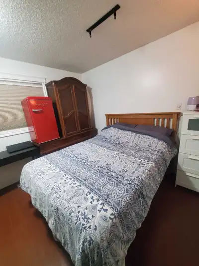 Room for rent in Thickwood Heights. Hypoallergenic therapy dogs. Quiet Saint-Bernard-Doodles. 1 hour...