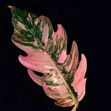 philodendron caramel marble pink and red62864746235138121
