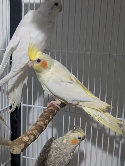 Jeune cockatiel non-manipulable non sexé, View more