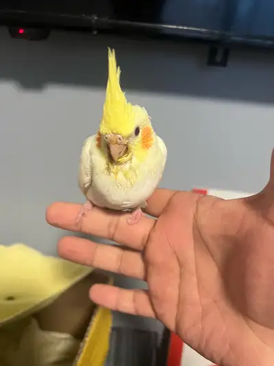cockatiel baby , View more