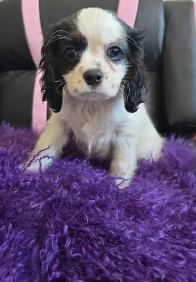 Charming Tricolor Cockalier Puppy Ready for Her Forever Home! Payment option available! This adorabl...