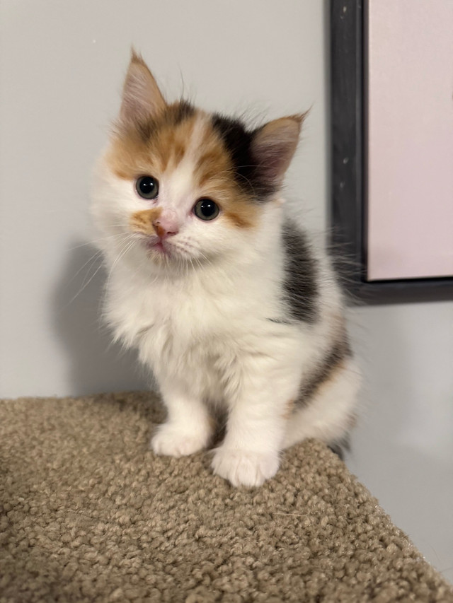Ready to go!!! ONLY 1 left ! Longhair LARGE Mainecoon X Ragdoll in Cats & Kittens for Rehoming in Owen Sound - Image 4