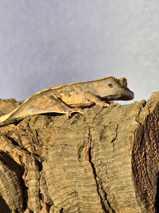 "Felix" Crested Gecko in Reptiles & Amphibians for Rehoming in Bedford - Image 3