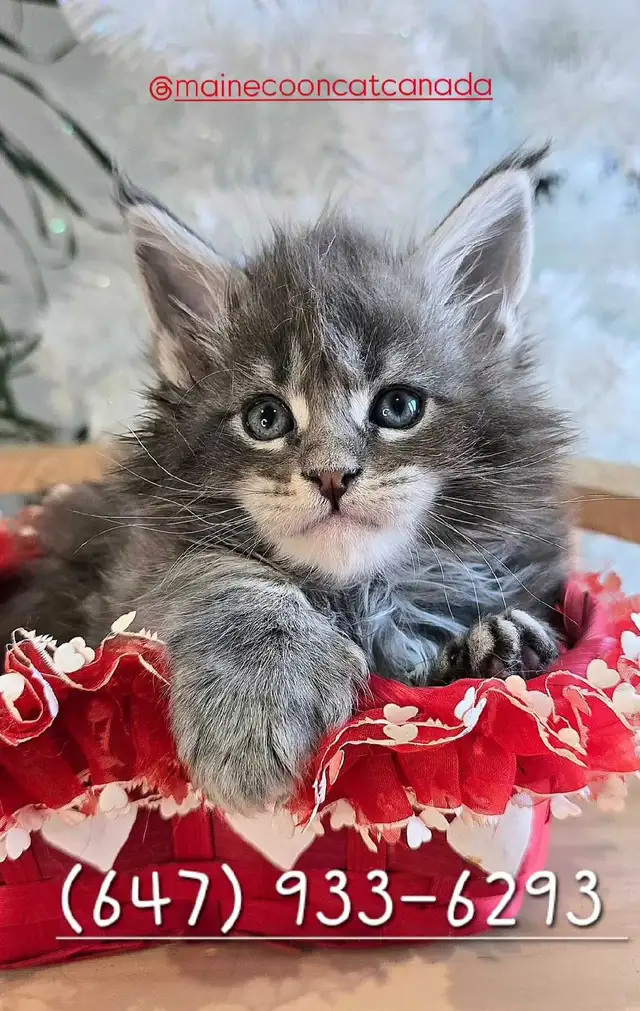 Luxury Maine coons