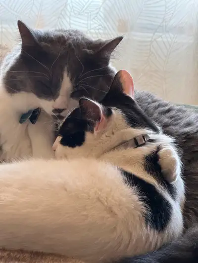 2 chats à vendre avec équipement complet, View more