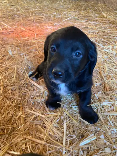 Poodle/Border Collie/Basset Hound Puppies , View more