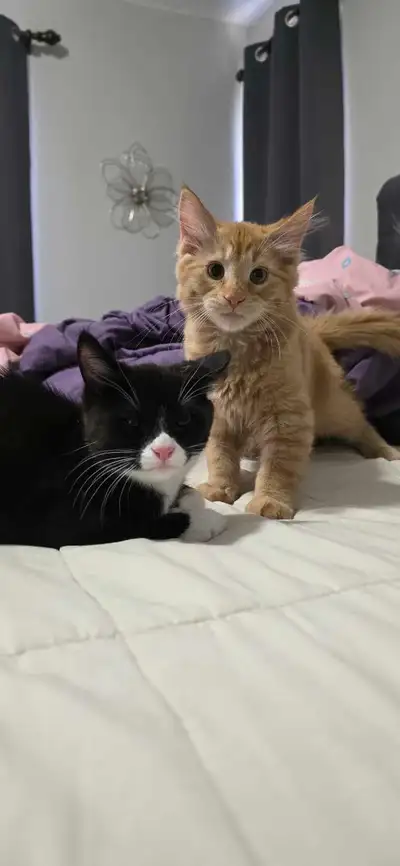 2 kittys , View more