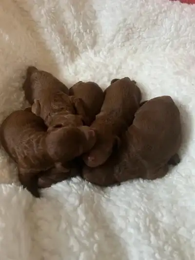 So beautiful dark red toy poodle puppies, View more