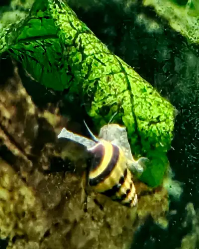 Assassin snails, View more