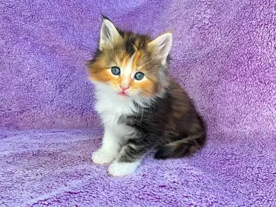 Pure XL Gorgeous Maine Coon Kittens, View more